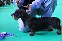 Crufts_dachshunds 127